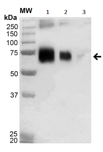 Western blot - Anti-Acrolein antibody [2H2] (AB240906), expandable thumbnail