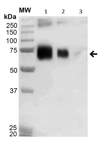 Western blot - Anti-Acrolein antibody [2H2] (AB240906)