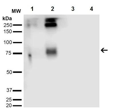 Western blot - Anti-Acrolein antibody [2H2] (AB240906)