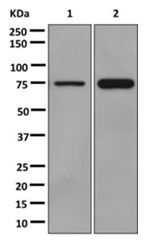 Western blot - Anti-ACSL1 + ACSL6 antibody [EPR13499] (AB177958)