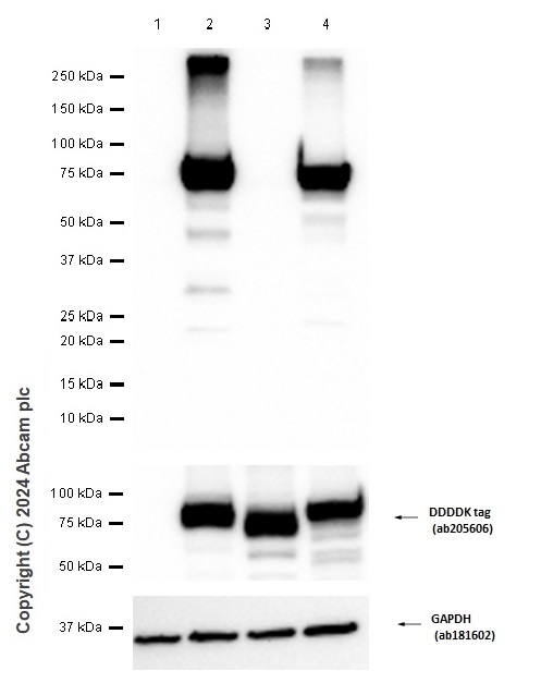 Western blot - Anti-ACSL1 + ACSL6 antibody [EPR13499] - BSA and Azide free (AB250028), expandable thumbnail