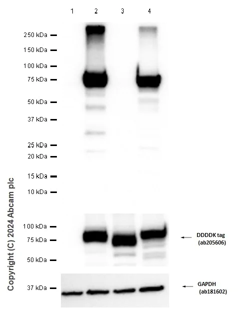 Western blot - Anti-ACSL1 + ACSL6 antibody [EPR13499] - BSA and Azide free (AB250028)