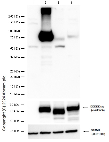 Western blot - Anti-ACSL1 antibody [EPR13498] - BSA and Azide free (AB250044), expandable thumbnail