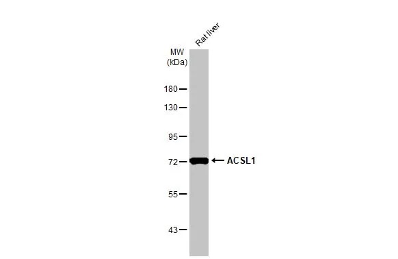Western blot - Anti-ACSL1 antibody [HL1530] (AB308162), expandable thumbnail