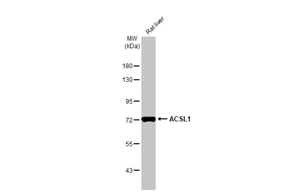 Western blot - Anti-ACSL1 antibody [HL1530] (AB308162)
