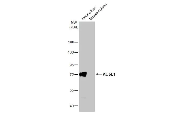 Western blot - Anti-ACSL1 antibody [HL1530] (AB308162)
