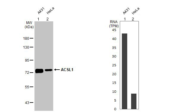 Western blot - Anti-ACSL1 antibody [HL1530] (AB308162), expandable thumbnail