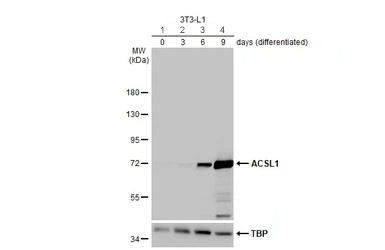Western blot - Anti-ACSL1 antibody [HL1530] (AB308162), expandable thumbnail