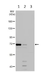 Western blot - Anti-ACSL3 antibody (AB151959)