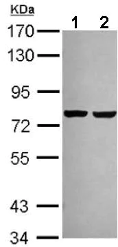 Western blot - Anti-ACSL3 antibody (AB151959)