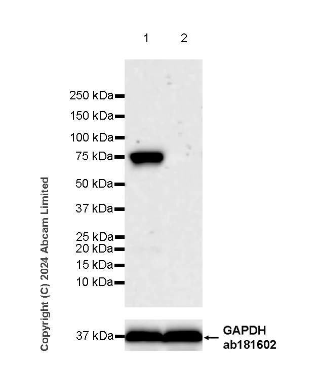 Western blot - Anti-ACSL3 antibody [EPR29199-39] - BSA and Azide free (AB321812)