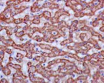Immunohistochemistry (Formalin/PFA-fixed paraffin-embedded sections) - Anti-ACSM2A antibody [EPR13330-17] - BSA and Azide free (AB250534)
