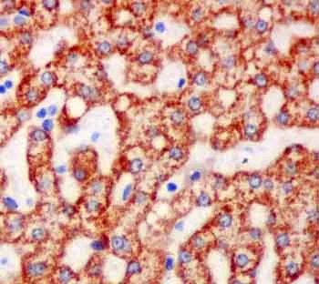 Immunohistochemistry (Formalin/PFA-fixed paraffin-embedded sections) - Anti-ACSM2A antibody [EPR13330] - BSA and Azide free (AB250424)