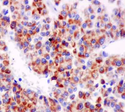 Immunohistochemistry (Formalin/PFA-fixed paraffin-embedded sections) - Anti-ACSM2A antibody [EPR13330] - BSA and Azide free (AB250424)