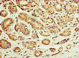 Immunohistochemistry (Formalin/PFA-fixed paraffin-embedded sections) - Anti-ACSM3/SAH antibody (AB238682)