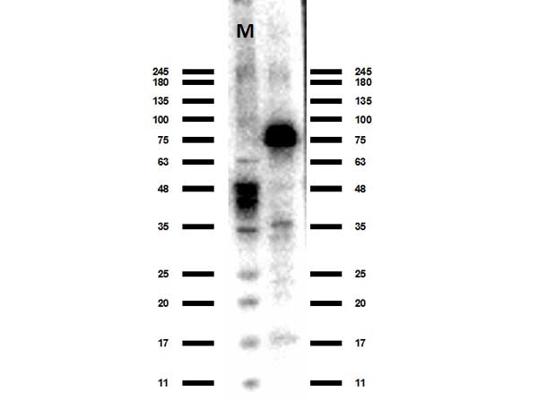 Western blot - Anti-ACSS2 antibody (AB263966), expandable thumbnail