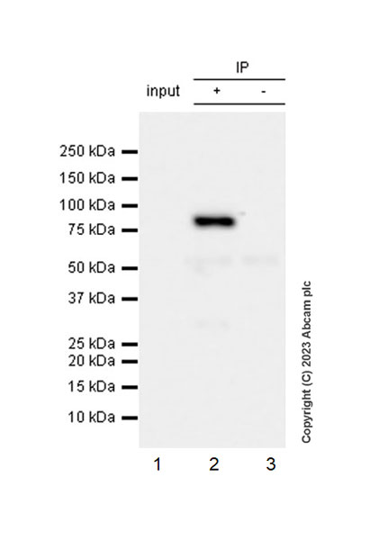 Immunoprecipitation - Anti-ACSS2 antibody [EPR27496-4] - BSA and Azide free (AB314491), expandable thumbnail