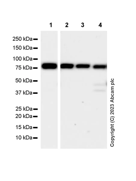 Western blot - Anti-ACSS2 antibody [EPR27496-4] - BSA and Azide free (AB314491)