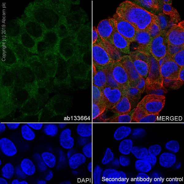 Immunocytochemistry/ Immunofluorescence - Anti-ACSS2 antibody [EPR8500] (AB133664)