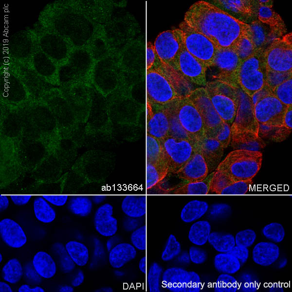 Immunocytochemistry/ Immunofluorescence - Anti-ACSS2 antibody [EPR8500] - BSA and Azide free (AB240077)