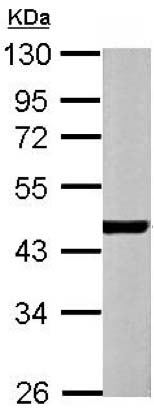 Western blot - Anti-ACTC1 antibody (AB151787), expandable thumbnail