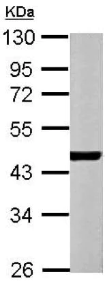 Western blot - Anti-ACTC1 antibody (AB151787)