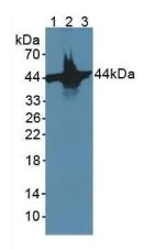 Western blot - Anti-ACTC1 antibody [C3] (AB239475)