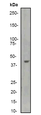 Western blot - Anti-ACTC1 antibody [EP184E] - BSA and Azide free (AB247305)