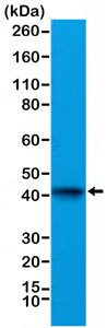 Western blot - Anti-ACTC1 antibody [RM257] - N-terminal (AB218549)