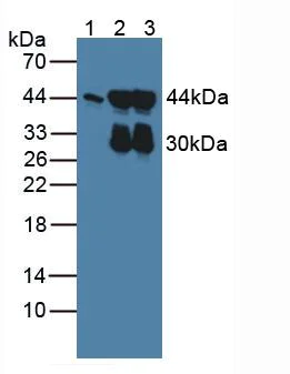 Western blot - Anti-ACTG2 antibody (AB231802)