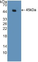 Western blot - Anti-ACTG2 antibody (AB231802)