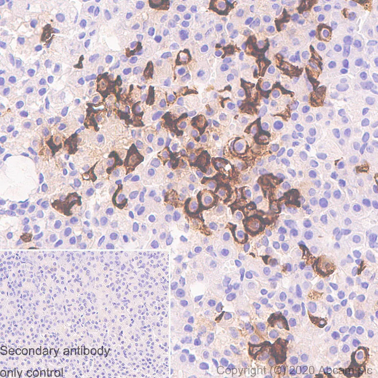 Immunohistochemistry (Formalin/PFA-fixed paraffin-embedded sections) - Anti-ACTH antibody [57] - N-terminal (AB233954)