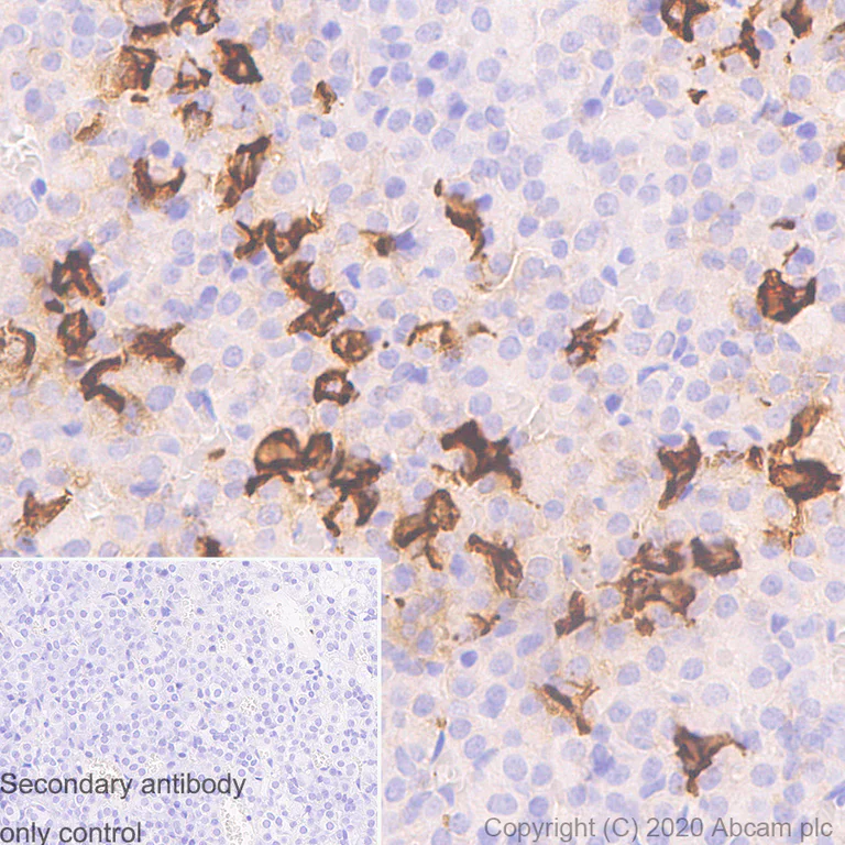 Immunohistochemistry (Formalin/PFA-fixed paraffin-embedded sections) - Anti-ACTH antibody [AH26] (AB233953)