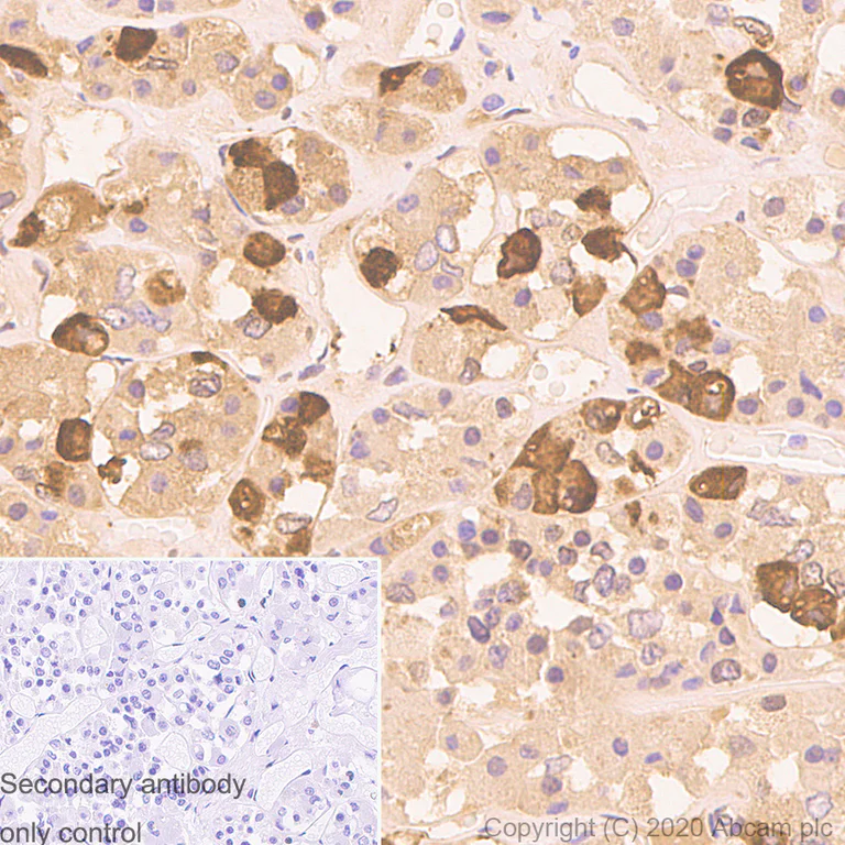 Immunohistochemistry (Formalin/PFA-fixed paraffin-embedded sections) - Anti-ACTH antibody [AH26] - BSA and Azide free (AB212734)