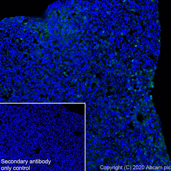 Immunohistochemistry (Frozen sections) - Anti-ACTH antibody [AH26] - BSA and Azide free (AB212734)