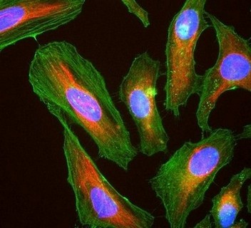 Immunocytochemistry/ Immunofluorescence - Anti-Actin antibody [5J11] (AB190301), expandable thumbnail