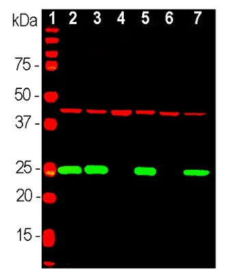 Western blot - Anti-Actin antibody [5J11] - Loading Control (AB190301)