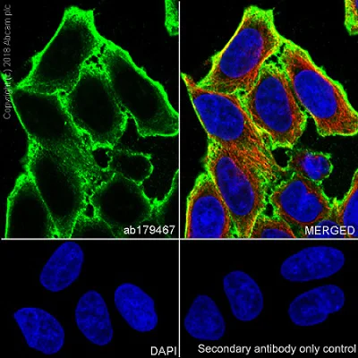 Immunocytochemistry/ Immunofluorescence - Anti-Actin antibody [EPR16769] - BSA and Azide free (AB219733)
