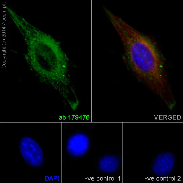 Immunocytochemistry/ Immunofluorescence - Anti-Actin antibody [EPR16769] - BSA and Azide free (AB219733)