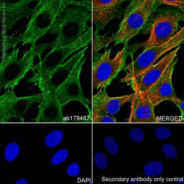 Immunocytochemistry/ Immunofluorescence - Anti-Actin antibody [EPR16769] - BSA and Azide free (AB219733)