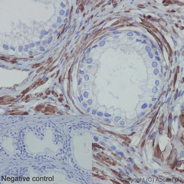 Immunohistochemistry (Formalin/PFA-fixed paraffin-embedded sections) - Anti-Actin antibody [EPR16769] - BSA and Azide free (AB219733)