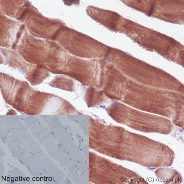Immunohistochemistry (Formalin/PFA-fixed paraffin-embedded sections) - Anti-Actin antibody [EPR16769] - BSA and Azide free (AB219733)
