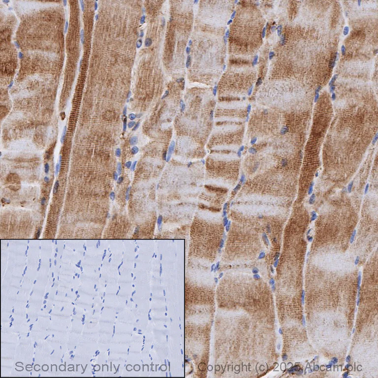 Immunohistochemistry (Formalin/PFA-fixed paraffin-embedded sections) - Anti-Actin antibody [EPR16769] - BSA and Azide free (AB219733)