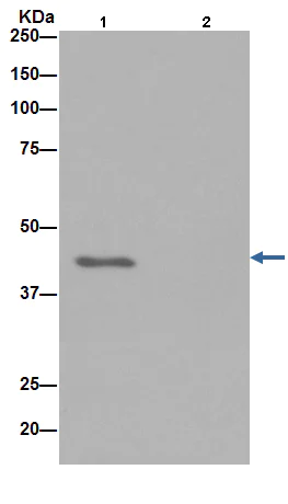 Immunoprecipitation - Anti-Actin antibody [EPR16769] - BSA and Azide free (AB219733)