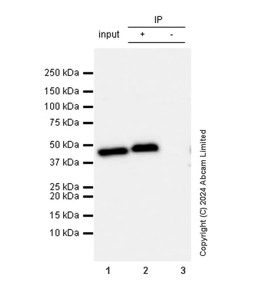 Immunoprecipitation - Anti-Actin antibody [EPR16769] - BSA and Azide free (AB219733)