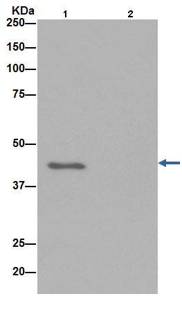 Immunoprecipitation - Anti-Actin antibody [EPR16769] - Loading Control (ab179467), expandable thumbnail