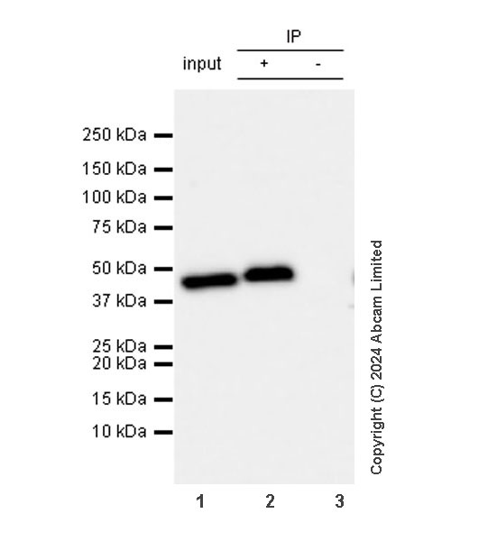 Immunoprecipitation - Anti-Actin antibody [EPR16769] - Loading Control (ab179467), expandable thumbnail