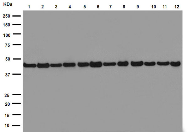 Western blot - Anti-Actin antibody [EPR16769] - Loading Control (AB179467), expandable thumbnail