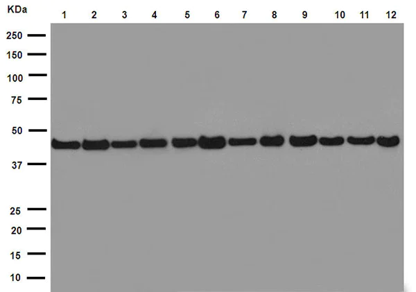 Western blot - Anti-Actin antibody [EPR16769] - Loading Control (AB179467)