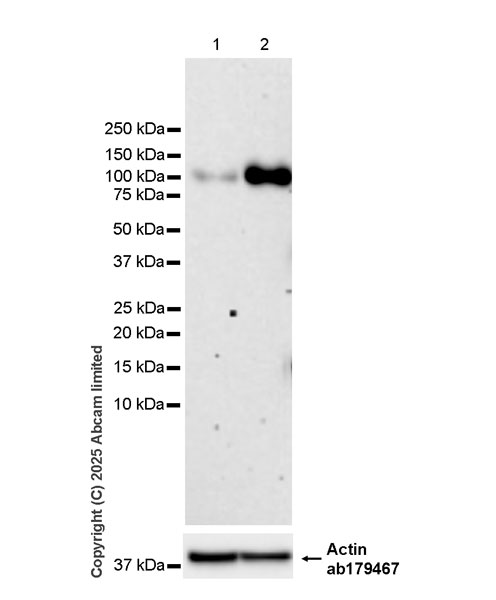 Western blot - Anti-Actin antibody [EPR16769] - Loading Control (ab179467), expandable thumbnail